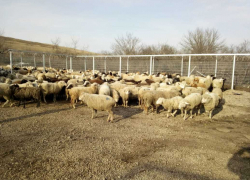 В Ростовской области пограничники задержали баранов из Украины