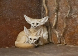 Зоопарк Ростова-на-Дону пополнился парой самых маленьких в мире лисиц