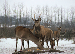 Потрясающих животных Ростовской области подкармливают в сложный зимний период