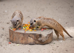 В Ростовском зоопарке возобновились показательные кормления животных