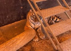 Тигрица, устроившая переполох в цирке, отдыхает после выступления в Ростове