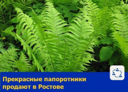 Прекрасные папоротники продают в Ростове