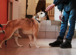 В ростовском ЦБЖ ищут дом для исхудавшей собаки