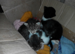 Крошечных плачущих сироток разлучили с мамой жестокие жители Ростова