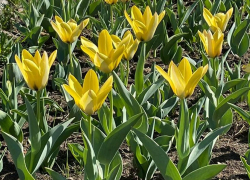 В Ростове к лету высадят миллион цветов