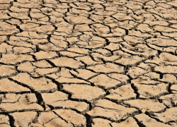 Минсельхоз Ростовской области предупредил о возможном ЧС из-за засухи