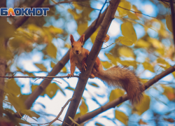 Весна в Ростове набирает обороты