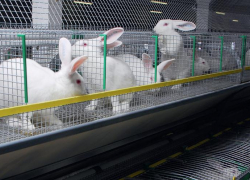 Кролиководы Ростовской области попросили у властей помощи