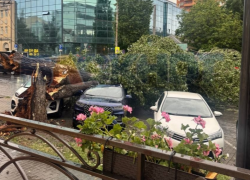 Гигантское дерево раздавило три автомобиля и оборвало провода в центре Ростова