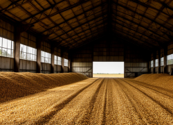 В Ростовской области выявлено потенциально опасное зерно