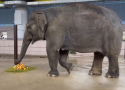 Слонихе Синте из ростовского зоопарка исполнилось 18 лет