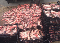 Ростовские пограничники поймали браконьера с огромным количеством рыбы