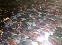 У нарушителя в Ростовской области изъяли незаконный улов на 1,5 миллиона рублей