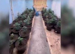 Ростовская полиция накрыла группу наркоторговцев с пистолетом и «дурман-травой»