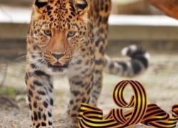 Ростовский зоопарк приглашает 9 мая на праздничную фееричную программу