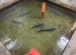 В Ростове судят организованную группу за незаконную торговлю краснокнижным осетром