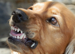 В Новочеркасске бродячая собака напала на 5-летнюю девочку