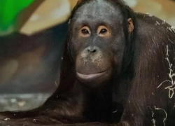 Орангутан Цезарь в ростовском зоопарке отпраздновал свой юбилей