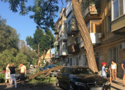 Элитную иномарку повредило упавшее дерево в Ростове