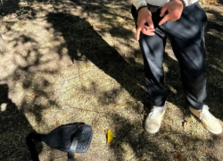 Дончанина отправили в колонию на 3 года за покупку наркотика через мессенджер в Запорожской области