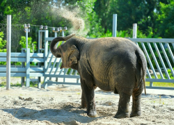 В Ростовском зоопарке слоны вышли в летний вольер