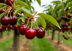 Под Новочеркасском за 12 млн рублей продают черешневый сад с техникой