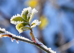 Заморозки до -2 градусов ожидаются в Ростовской области ночью 6 апреля