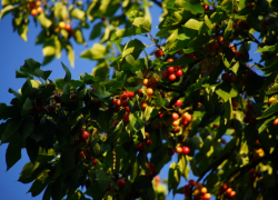 Крупная агрофирма из Ростовской области сообщила о стопроцентной гибели урожая черешни, сливы и яблок