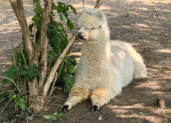 Ростовчане могут выбрать имя кудрявому блондину-альпаке 