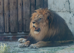 В ростовском зоопарке отметил 15-летие лев Цезарь