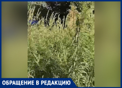 «Мы просто задыхаемся»: ростовчане пожаловались на огромные заросли амброзии на Штахановского