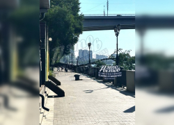 На набережной в Ростове дерево едва не упало на рыбака