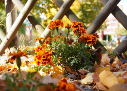 Ростовчанам рассказали о том, как убирать листву в саду и не навредить деревьям