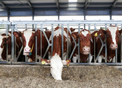 Инвесторы отказались от строительства двух молочных комплексов в Ростовской области