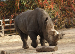 Ростовский зоопарк опубликовал график показательных кормлений животных на май