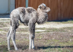 Маленькому верблюжонку из ростовского зоопарка выбрали имя