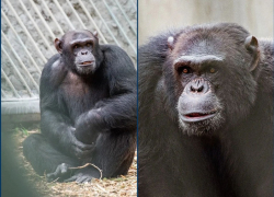 Шимпанзе-художник Майкл отметил 21-й день рождения 