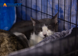 В Ростовской области 25 августа пройдет день льготной стерилизации кошек и собак