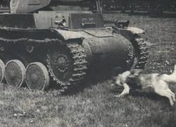 Как служили собаки-истребители танков в Ростовской области во время ВОВ