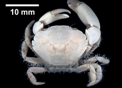 В Азовском море обнаружили новый вид краба-переселенца