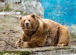 В Ростовском зоопарке после спячки проснулись бурые медведи 
