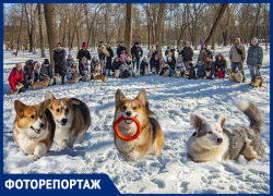 Мокрые носы и короткие лапки: в Ростове прошла встреча любителей корги