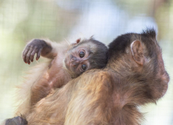 В зоопарке Ростова за полгода родились более 100 животных