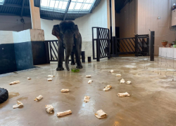 Гости ростовского зоопарка угостили слонов самодельными блинами