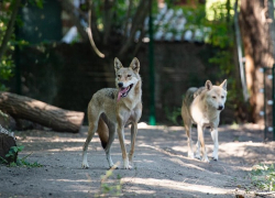 Волки Альма и Буч показали троих очаровательных волчат в ростовском зоопарке