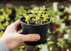 Как ускорить прорастание семян: эксперты дали ростовским садоводам полезные советы