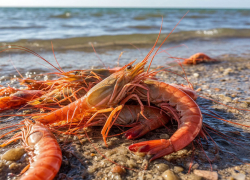 В Азовском море за текущий год выловили свыше 350 тонн креветок