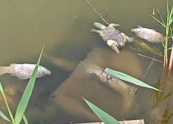 На реке Койсуг в Батайске зафиксирована массовая гибель рыбы и черепах