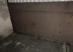В центре Ростова жилой дом атаковали полчища тараканов