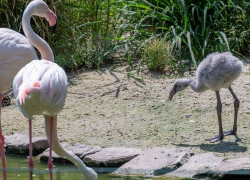 Впервые за 10 лет в ростовском зоопарке вылупились фламинго